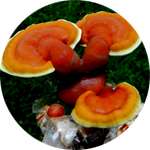 В составе АлкоТабу содержится гриб рейши