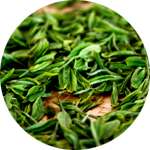 В составе средства Липофорт содержится зеленый чай
