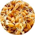 Гипернатбио от давления содержит вытяжку из зародышей пшеницы